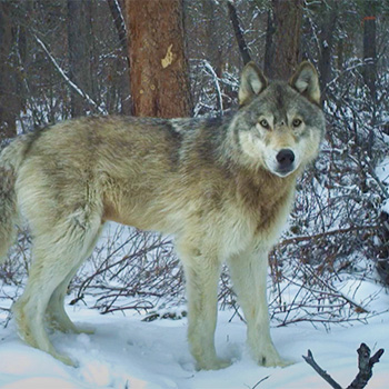 Wolf standing in forest