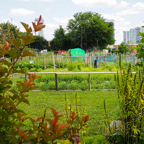 Northdale garden