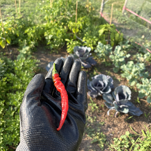 Gloved hand holding a red pepper in a garden