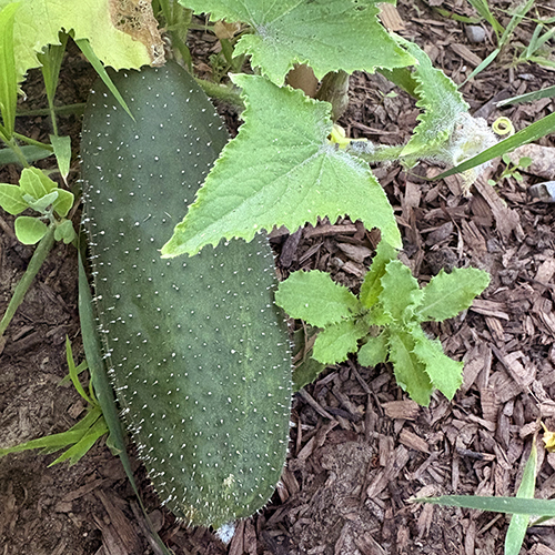 Fully grown cucumber on stock