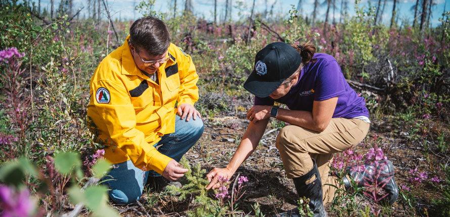 researcher investigates northern forest floor