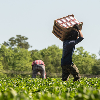 Workers in strawberry field