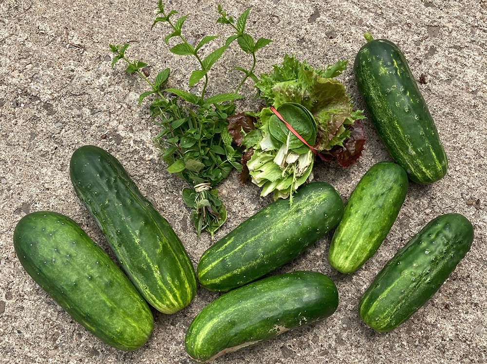 cucumbers and greens