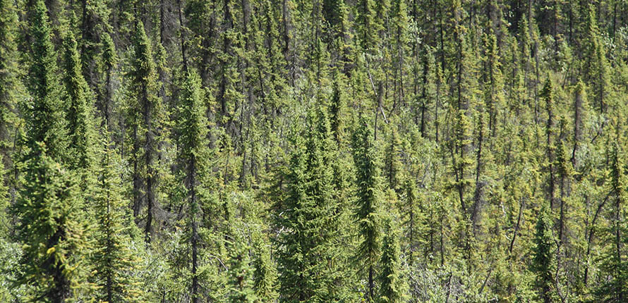 Black spruce forest