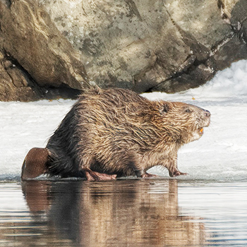 Cabin Radio: New study looks at how beaver migration is impacting Inuit.