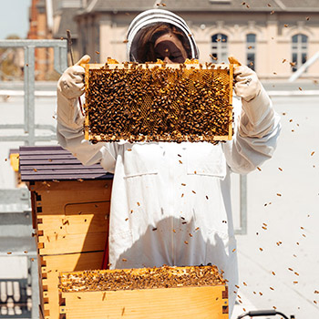 Apiary on Laurier's Brantford campus helps with sustaina-BEE-lity initiatives. 