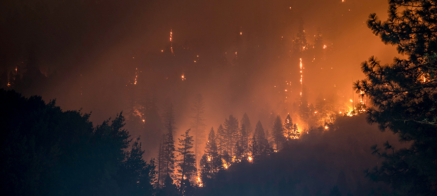 Wildfire